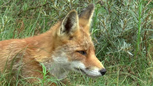 Red Fox sieht etwas, steht auf und geht darauf zu.