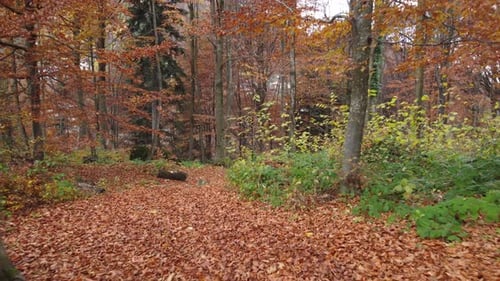 Autumn Mountain Forest Red Foliage Trees