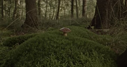 Mushroom Growing on Moss in Forest