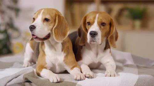 Two Cute Beagle Dogs Lying Together on Bed at Home