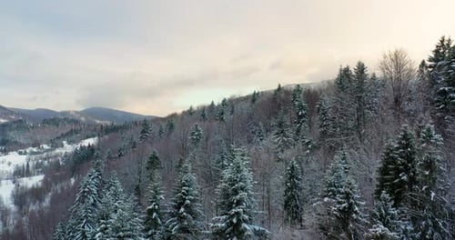 Aerial View of Forest Covered with Snow in Mountains