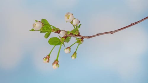 Time Lapse of Blooming Cherry Flowers