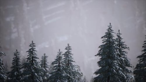 Winter Forest Landscape with Snow Covered Fir Trees Camera Pan