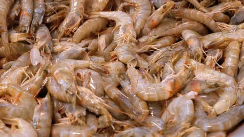 Fresh Shrimps Are Sold in an Open Store Window on the Street Market. Egypt