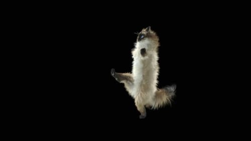 Katze tanzt HD