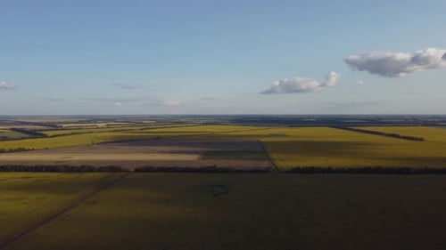 Fields of Sunflower Wheat and Corn From a Height