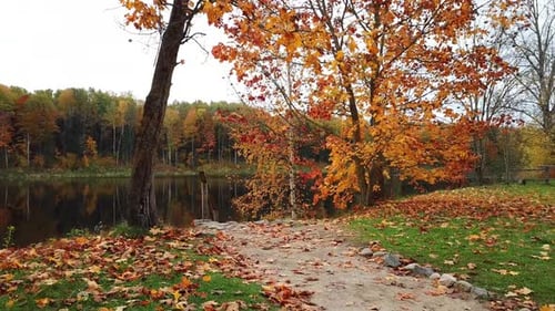 Otoño dorado en una finca de campo
