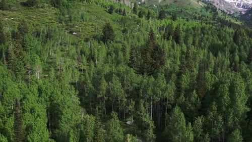 Aerial panning view of aspen and pine trees in a green forest.