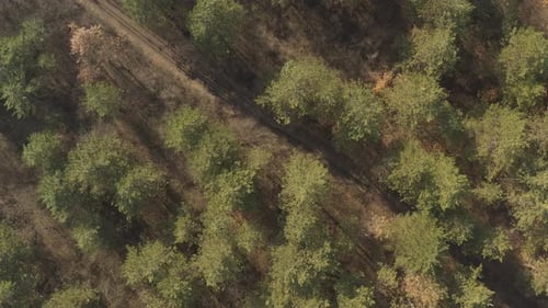 Top of the evergreen tree woods 4K drone video