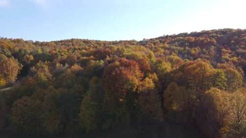 Aerial view of a orange colored forest on autumn season. Beautiful forest trees captured from the ab