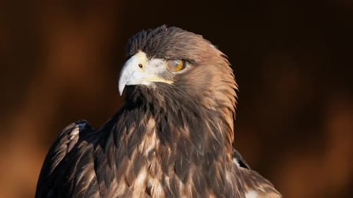 Steinadler hautnah im Sonnenlicht