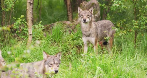 Grey Wolf in Pack Looking After Rivals and Danger in the Forest