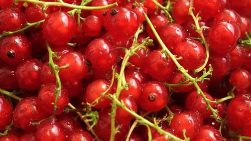 Fresh Red Currants Close-Up