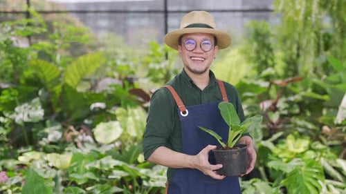 4K Portrait of Asian man plant shop owner holding and caring potted plants in greenhouse garden.