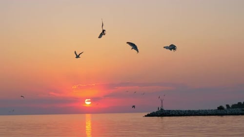 Flying seagulls over the sea at sunset