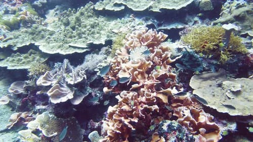 The Underwater World of a Coral Reef