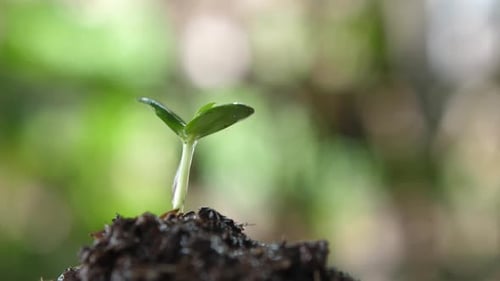 Water Droplets on a Seedling Sprouting from Soil