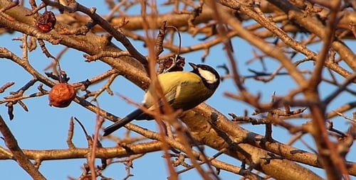 Meise und Wildbirne