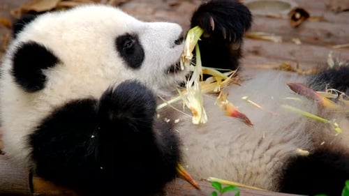 Baby Panda Eating Bamboo While Lying Down
