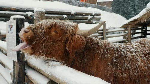 Highland Cow in Snowy Winter Landscape