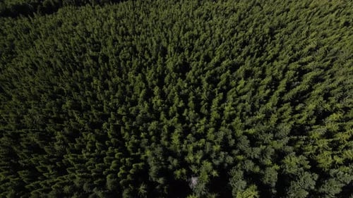 Vue de dessus Drone d'arbres à feuilles persistantes sur fond de forêt de montagne