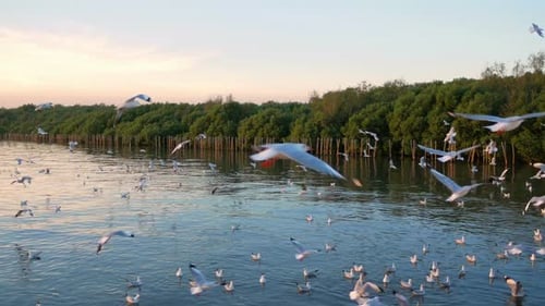 Flock of Seagulls Flying Over Calm Water at Sunset