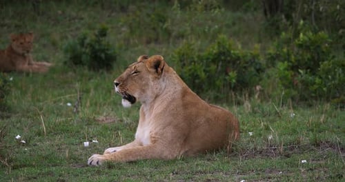 Afrikanischer Löwe, Panthera-Löwe, weibliches Gähnen, Masai Mara Park in Kenia, Echtzeit 4K