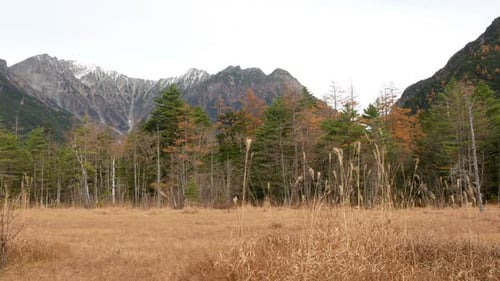 Herbe et montagne