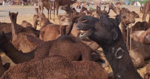 Des chameaux à la foire aux chameaux de Pushkar Mela, sur le terrain, en train de manger et de mâcher