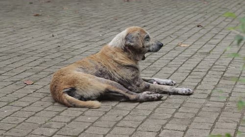 Kranker streunender Hund Draussen 17/