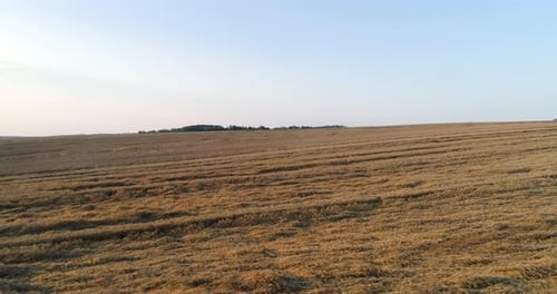Flying Over Wheat Field Agriculture