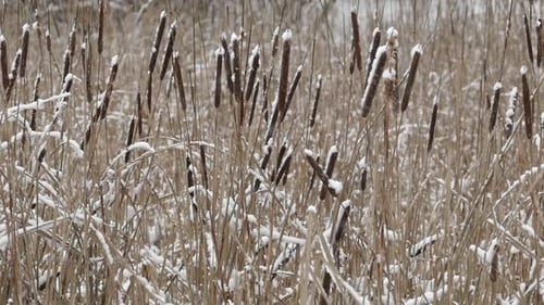 Cattails Covered in Snow in the Winter