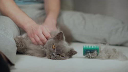 Contented Gray Cat Being Petted Indoors