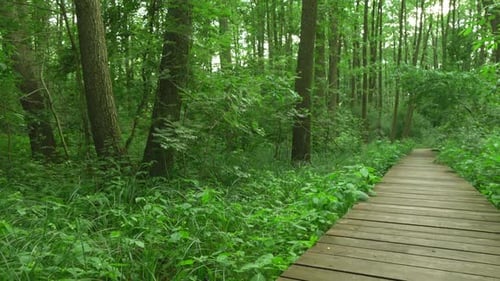 Path & Forest