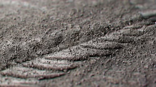 Organic Fern Leaf Imprint Slowly Revealed on Textured Ground