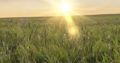 Hill Meadow Timelapse at the Summer or Autumn Time. Wild Endless Nature and Rural Field. Sun Rays