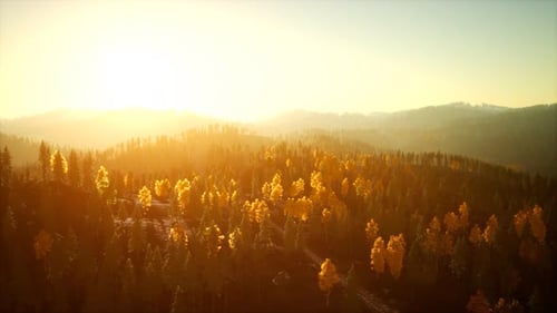 Sunlight in Spruce Forest in the Fog on the Background of Mountains at Sunset