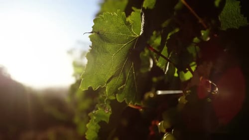 Nahaufnahme reifer Trauben im Weinberg