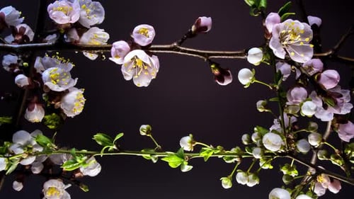 Cadre de fleurs épanouies