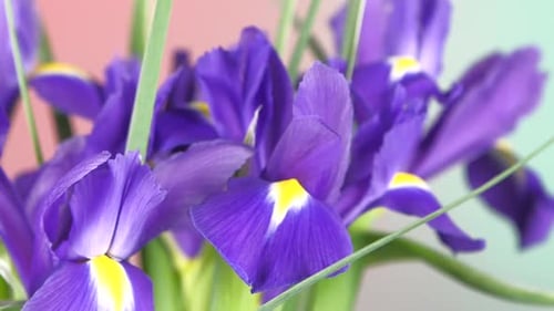 Top of Beautiful Iris Flowers on Red and Green, Rotation, Close Up