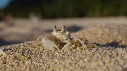 Close Up of a Small Beach Crab Sitting on the Sand and Then Bolting Off in Slow Motion