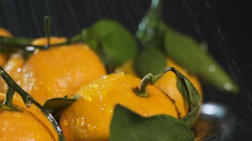 Fresh Tangerines Being Sprayed with Water