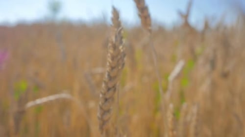 Flight Through The Rye Field