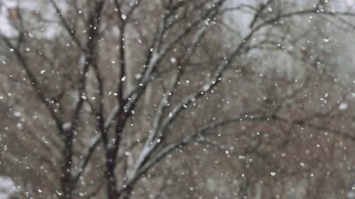 Snowflakes Falling Gently on Winter Tree Branches