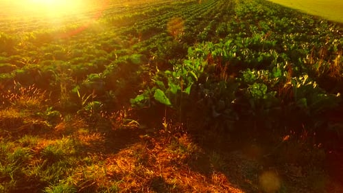 Sunset on the Food Field
