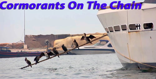 Les cormorans sur la chaîne