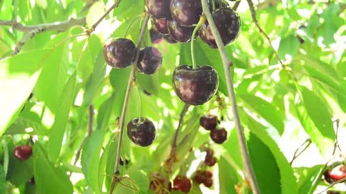 Bunch of Red Cherries Fruit Hanging