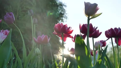 Colorful Tulips Blooming in Spring Sunlight