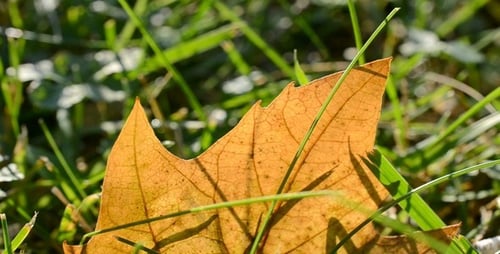Herbst-Blatt