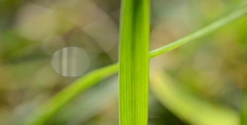 Grass